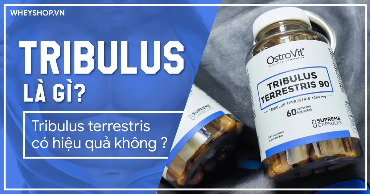 Tribulus là gì ? Tribulus terrestris có hiệu quả không ?