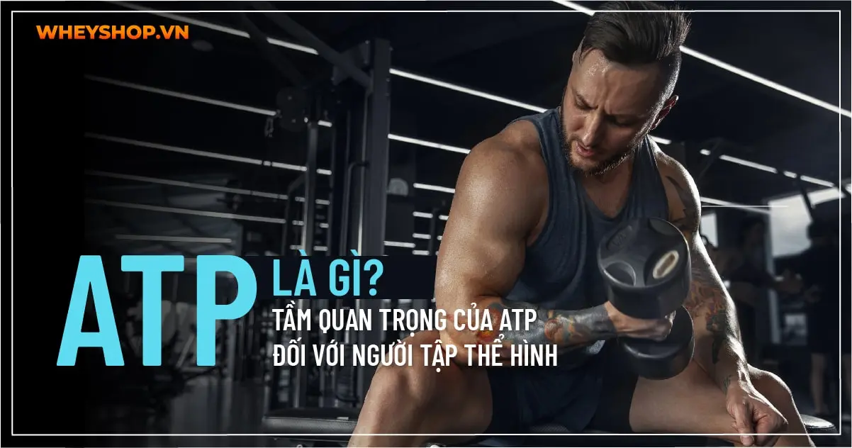 ATP là gì? Tầm quan trọng của ATP đối với người tập thể hình