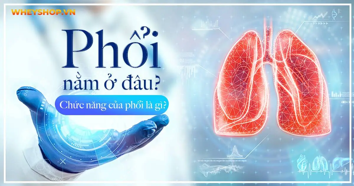 Phổi nằm ở đâu? Chức năng của phổi là gì?