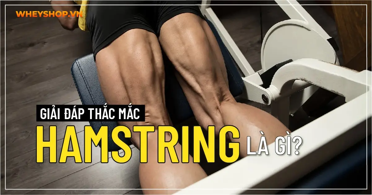 Giải đáp thắc mắc: Hamstring là gì?
