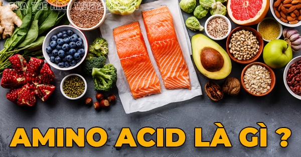 Amino Acid : Khái niệm, lợi ích, vai trò đối với người tập gym, thể hình