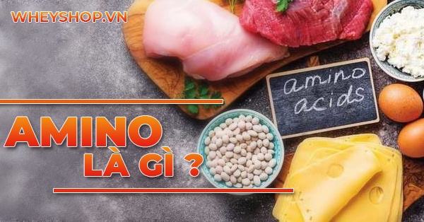 Amino là gì? Sử dụng amino trong tập được không?