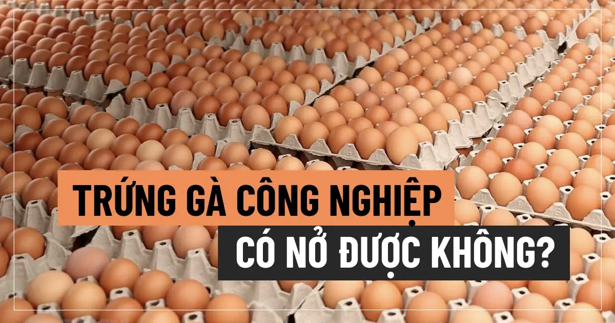Trứng gà công nghiệp có nở được không?