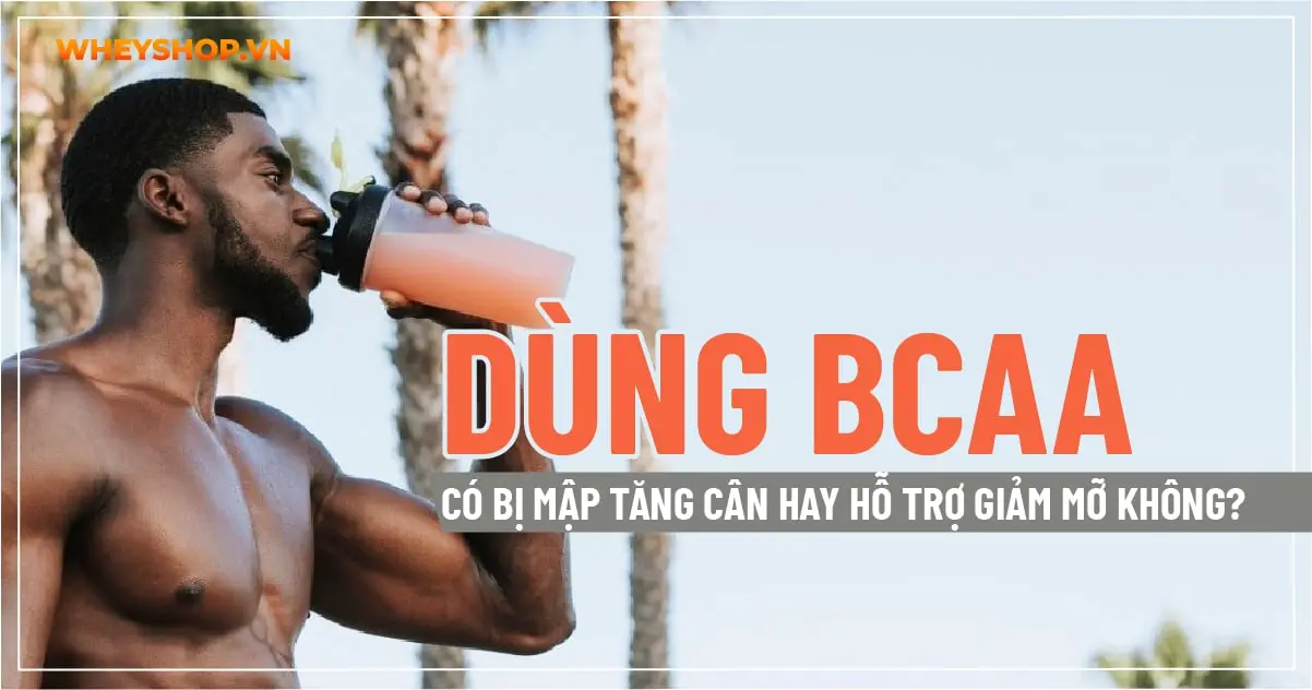 Dùng BCAA có bị mập tăng cân hay hỗ trợ giảm mỡ không?