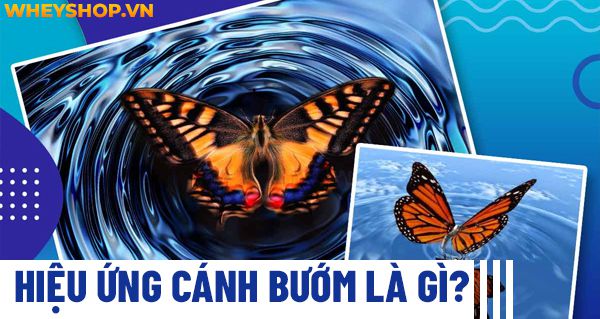 Hiệu ứng cánh bướm là gì? Ý nghĩa ẩn sau tên gọi hoa mỹ