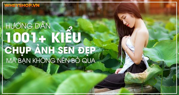 Hướng dẫn 1001+ kiểu chụp ảnh sen đẹp mà bạn không nên bỏ qua