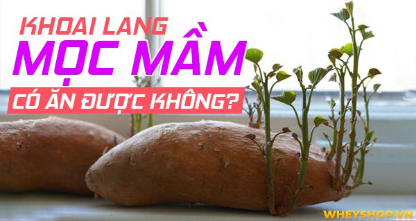 Giải đáp thắc mắc: Khoai lang mọc mầm có ăn được không?