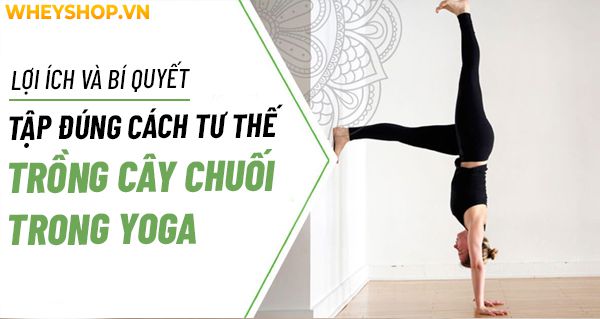 Lợi ích và bí quyết tập đúng cách tư thế trồng cây chuối trong yoga
