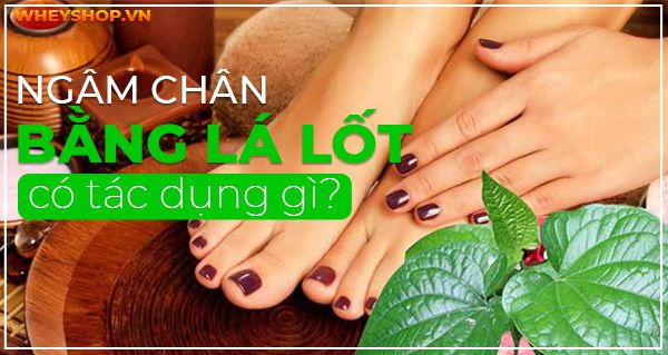 Ngâm chân bằng lá lốt có tác dụng gì? Hướng dẫn cách ngâm chân bằng lá lốt trị bệnh