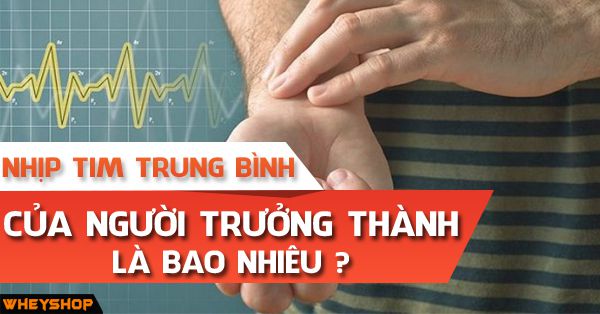 Nhịp tim trung bình của người lớn trưởng thành bao nhiêu là bình thường
