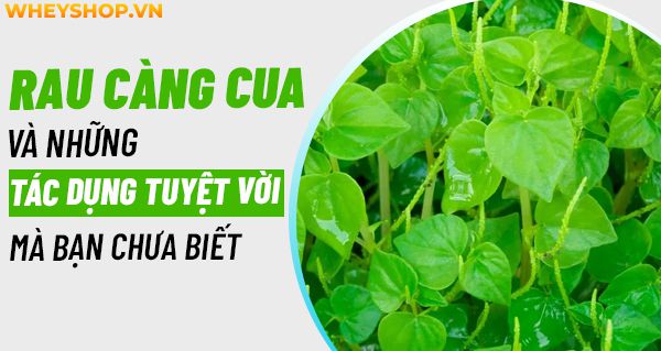 Rau càng cua và những tác dụng tuyệt vời mà bạn chưa biết