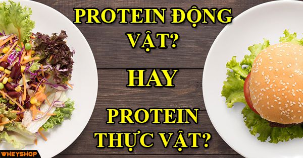 Phân biệt protein động vật và thực vật? Cái nào tốt cho người tập Gym hơn?