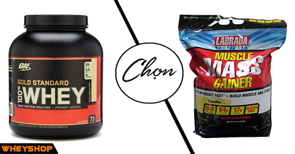 Sữa tăng cân Mass gainer hay Whey protein