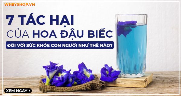 7 Tác hại của hoa đậu biếc đối với sức khỏe con người như thế nào?