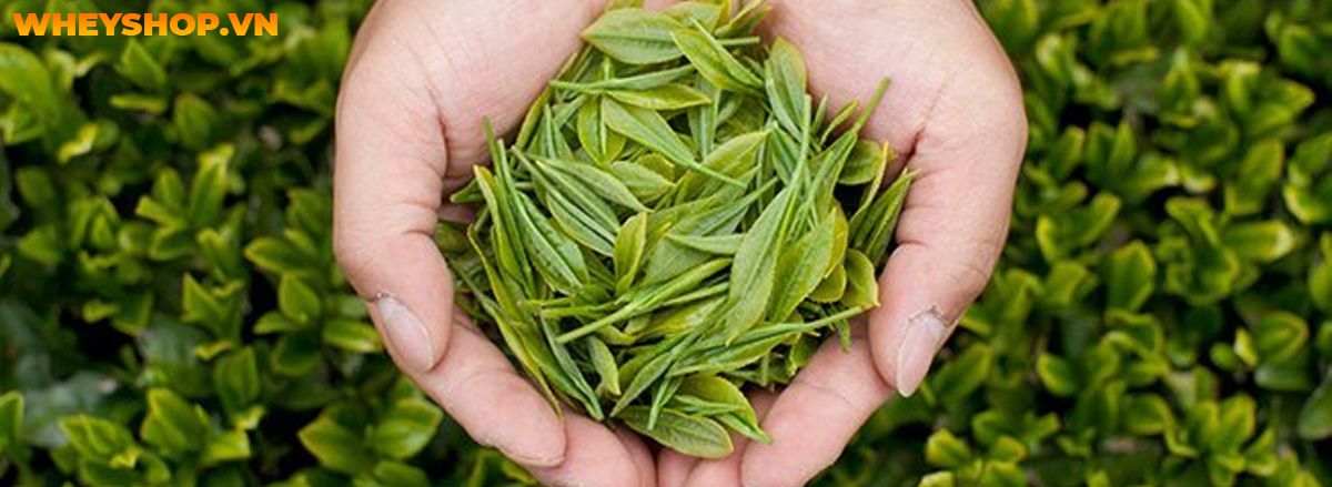 Trà xanh giảm cân hiệu quả không? Cùng WheyShop tìm hiểu ngay cách giảm cân với trà xanh hiệu quả qua bài viết....