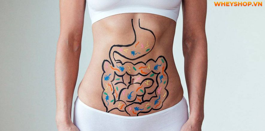 Nếu bạn đang băn khoăn 1 hộp sữa chua nha đam bao nhiêu calo thì hãy cùng WheyShop tìm hiểu chi tiết qua bài viết ngay sau đây nhé...