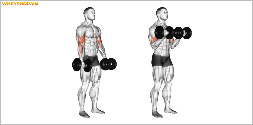 Hướng dẫn cách tính Macro từng bước vô cùng đơn giản. Macro giúp kiểm soát calories nạp vào, hỗ trợ giảm cân hiệu quả, tăng cân tăng cơ dễ dàng cho bất cứ ai...