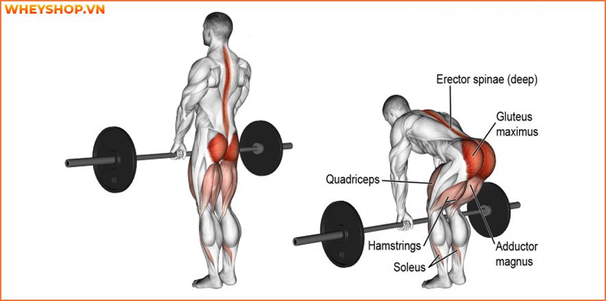 Nếu bạn đang băn khoăn không biết cách tăng sức mạnh cơ bắp hiệu quả thì hãy cùng WheyShop tham khảo 10 bài tập tăng sức mạnh cơ bắp hiệu quả nhất...