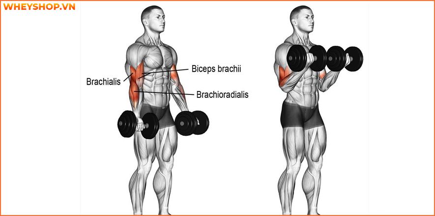 Nếu bạn đang băn khoăn không biết cách tăng sức mạnh cơ bắp hiệu quả thì hãy cùng WheyShop tham khảo 10 bài tập tăng sức mạnh cơ bắp hiệu quả nhất...