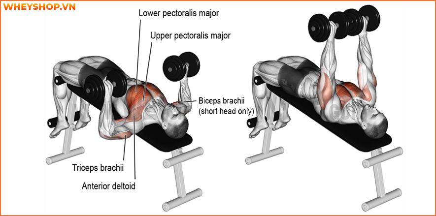 Nếu bạn đang băn khoăn không biết cách tăng sức mạnh cơ bắp hiệu quả thì hãy cùng WheyShop tham khảo 10 bài tập tăng sức mạnh cơ bắp hiệu quả nhất...
