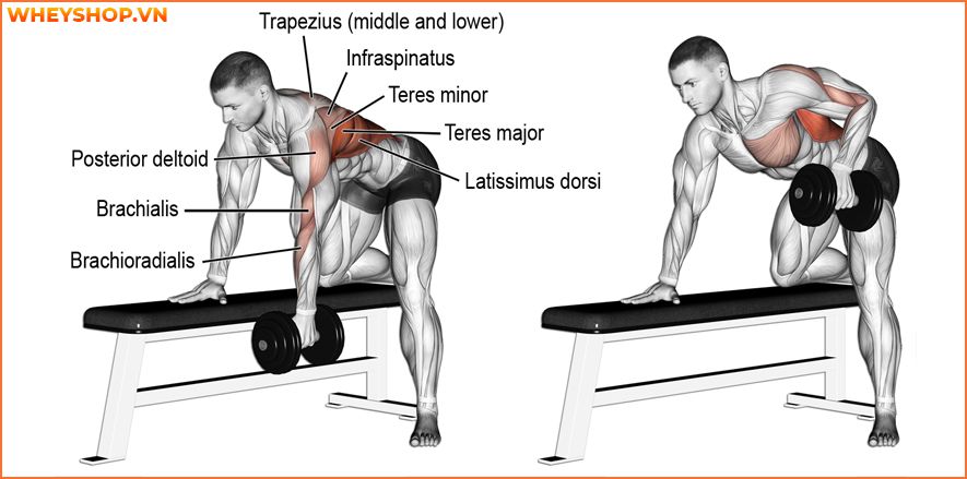 Nếu bạn đang băn khoăn không biết cách tăng sức mạnh cơ bắp hiệu quả thì hãy cùng WheyShop tham khảo 10 bài tập tăng sức mạnh cơ bắp hiệu quả nhất...