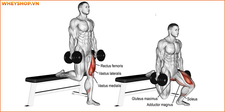 Nếu bạn đang băn khoăn không biết cách tăng sức mạnh cơ bắp hiệu quả thì hãy cùng WheyShop tham khảo 10 bài tập tăng sức mạnh cơ bắp hiệu quả nhất...