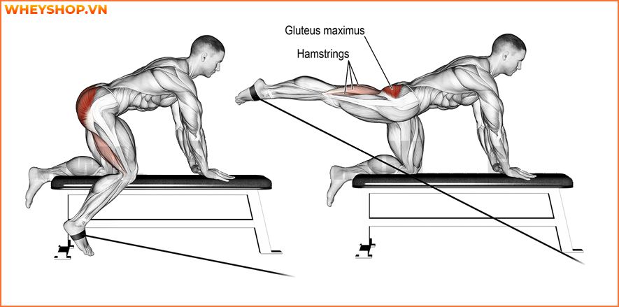 Nếu bạn đang băn khoăn không biết cách tăng sức mạnh cơ bắp hiệu quả thì hãy cùng WheyShop tham khảo 10 bài tập tăng sức mạnh cơ bắp hiệu quả nhất...