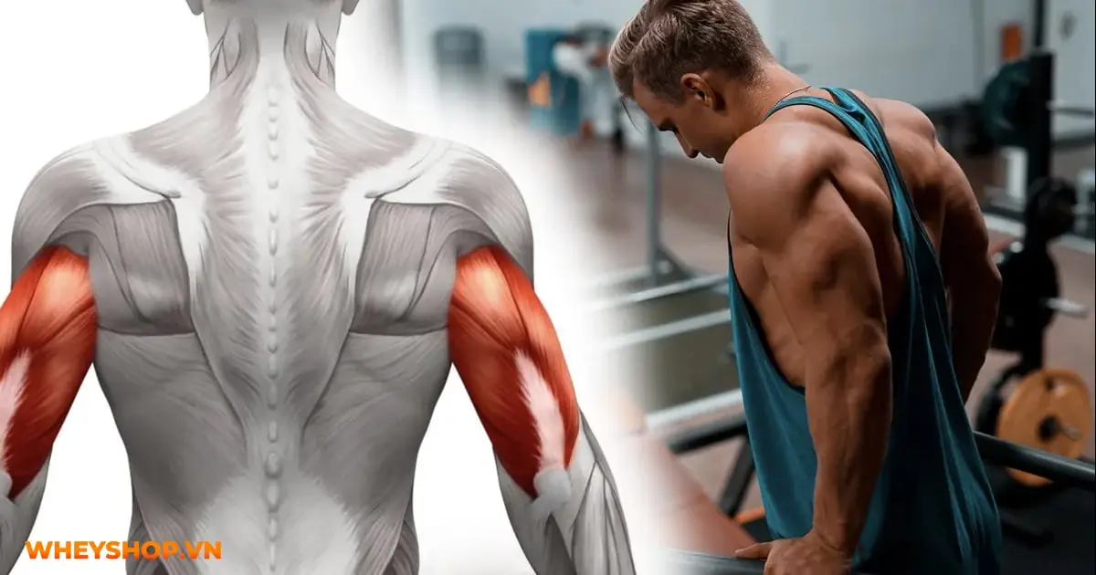 10-bai-tap-tay-sau-tot-nhat-03-min