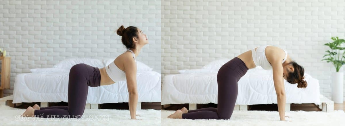 Cùng WheyShop tìm hiểu ngay 10 bài tập vay gáy hiệu quả giúp giảm đau nhức tức thời, cải thiện tính linh hoạt và sức khỏe vai gáy đơn giản mà hiệu quả nhé ...