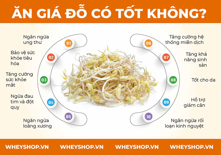 Nếu bạn đang thắc mắc 100g giá đỗ bao nhiêu calo và ăn nhiều giá đỗ có tốt không thì hãy cùng WheyShop giải đáp thắc mắc qua bài viết ngay nhé...