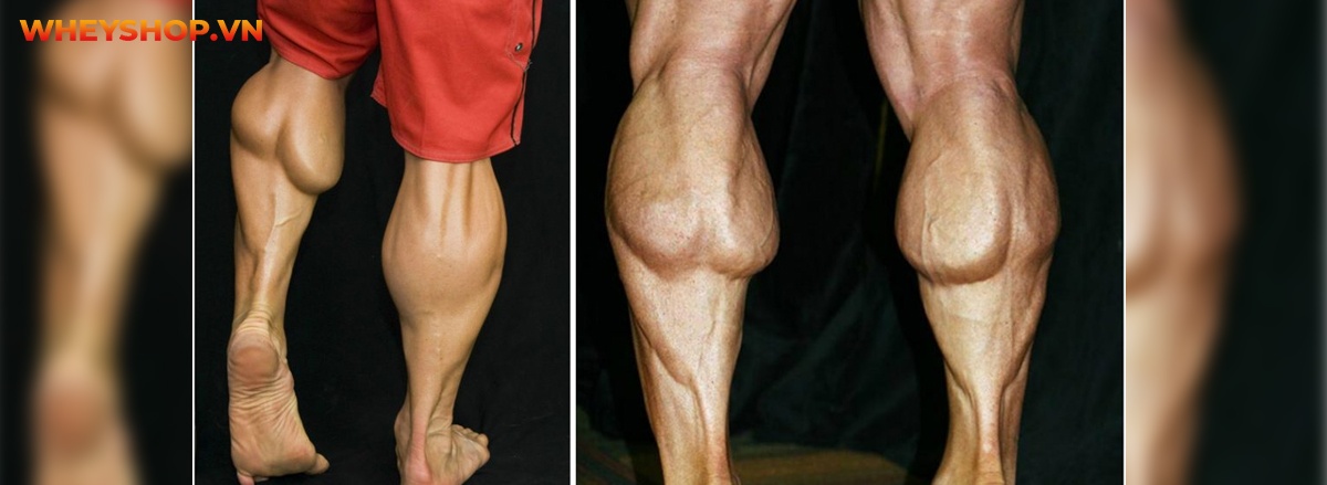 Tập bắp chân to tròn luôn là mơ ước của rất nhiều nam giới tập gym. Bắp chân to cân đối cùng cơ đùi, tạo dáng vẻ khỏe khoắn, nam tính. Tuy nhiên không phải...