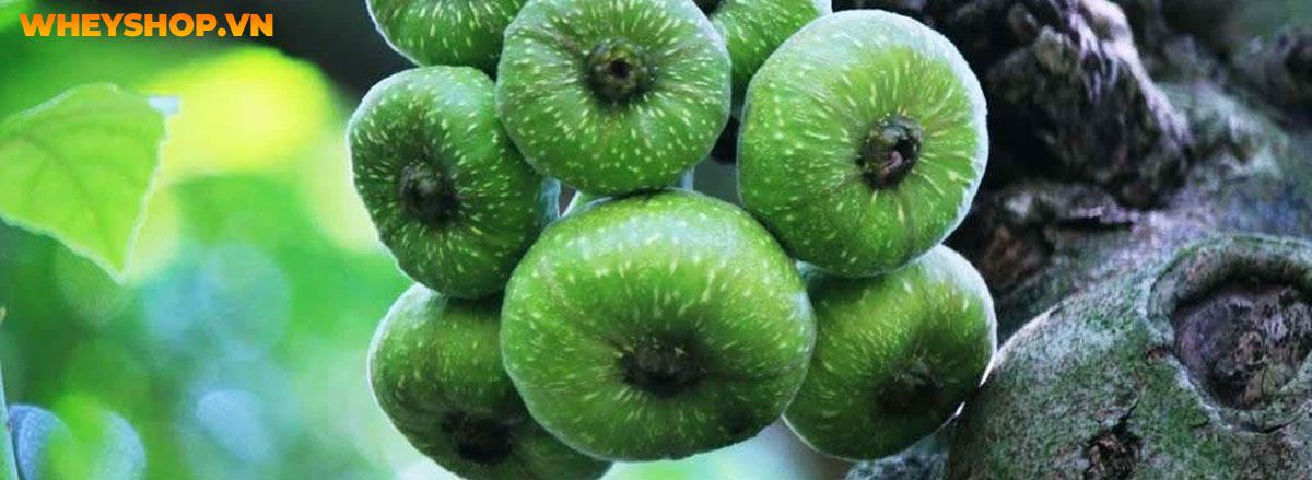 Tìm hiểu vai trò của thực phẩm giàu chất xơ đối với sức khỏe và top 30 thực phẩm giàu chất xơ tốt nhất mà WheyShop chia sẻ trong bài viết...