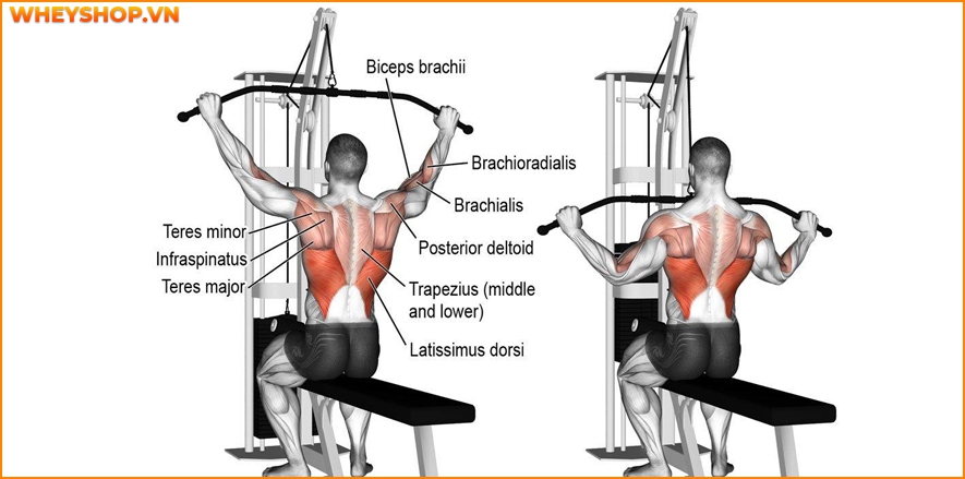 Lưng và vai được coi là một trong những vùng khó giảm mỡ nhất trên cơ thể. Vậy làm cách nào để giảm mỡ lưng, có được một đôi vai thon gọn, mà không cần phải...