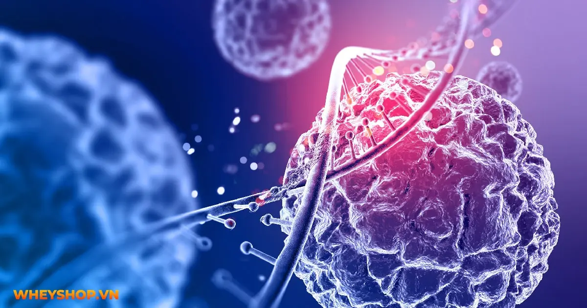 15-loi-ich-cua-dau-dua-05-min