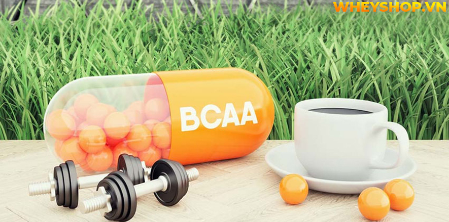 BCAA là một trong những sản phẩm quen thuộc của người tập gym, thể hình. Hãy cùng chúng tôi tìm hiểu 3 lý do để khẳng định BCAA đốt mỡ...