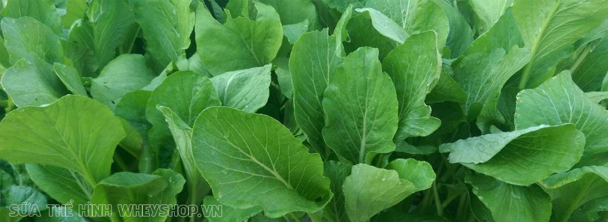 20 loai thuc pham giam can hieu qua rau cai