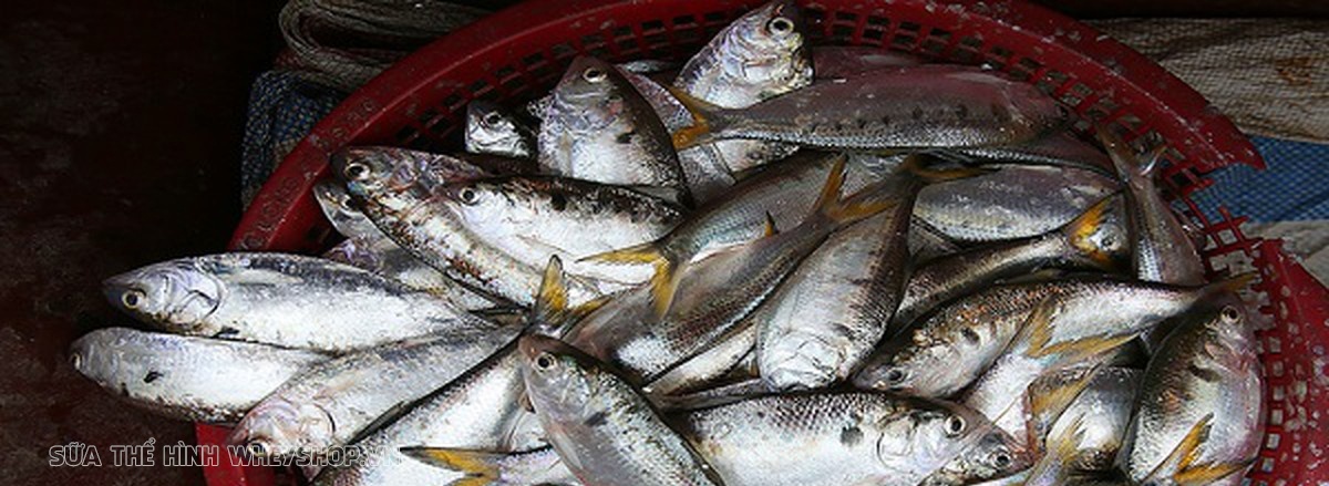 Chất béo đóng vai trò rất quan trọng duy trì cơ thể khỏe mạnh, phát triển toàn diện. Cùng WheyShop tìm hiểu top 30 thực phẩm giàu chất béo qua bài viết...