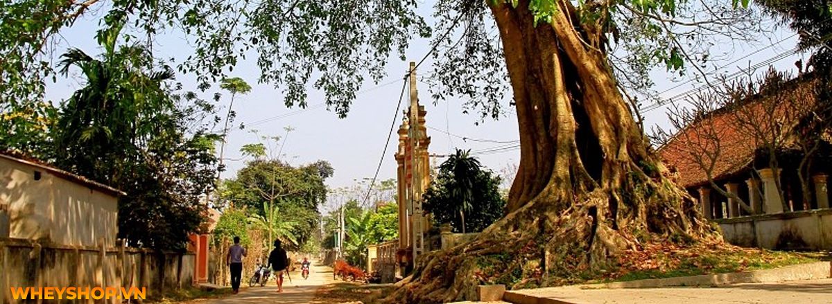 Tháng cô hồn là gì? Cùng WheyShop tìm hiểu về tháng cô hồn và những điều TUYỆT ĐỐI KHÔNG ĐƯỢC LÀM trong tháng cô hồn nhé...