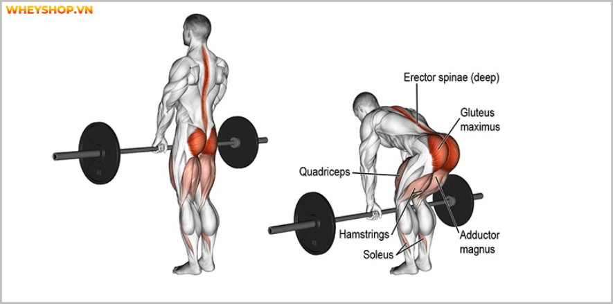 Các bài tập chân tốt nhất cho nam giới. Bạn sẽ bất ngờ với bài tập cuối cùng vô cùng đơn giản, hiệu quả nhưng chưa từng biết đến . Các bài tập chân ....