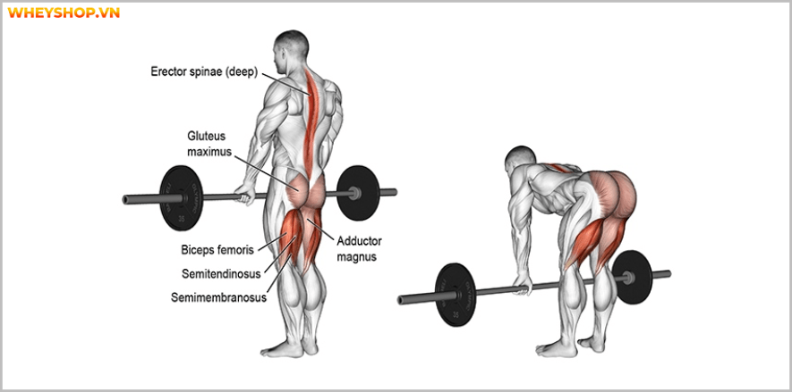 Các bài tập chân tốt nhất cho nam giới. Bạn sẽ bất ngờ với bài tập cuối cùng vô cùng đơn giản, hiệu quả nhưng chưa từng biết đến . Các bài tập chân ....