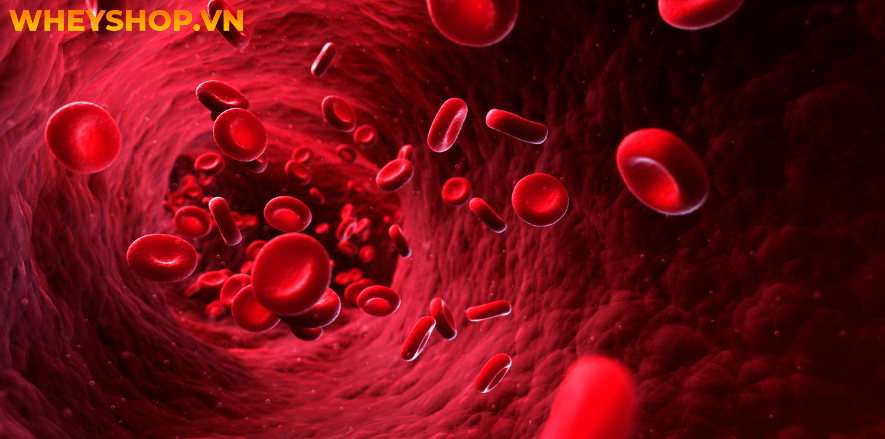 Chanh từ lâu đã được sử dụng như một loại quả hỗ trợ giảm cân hiệu quả. Bài viết dưới đây WheyShop sẽ giúp các bạn biết thêm 5 cách giảm cân bằng chanh tại...