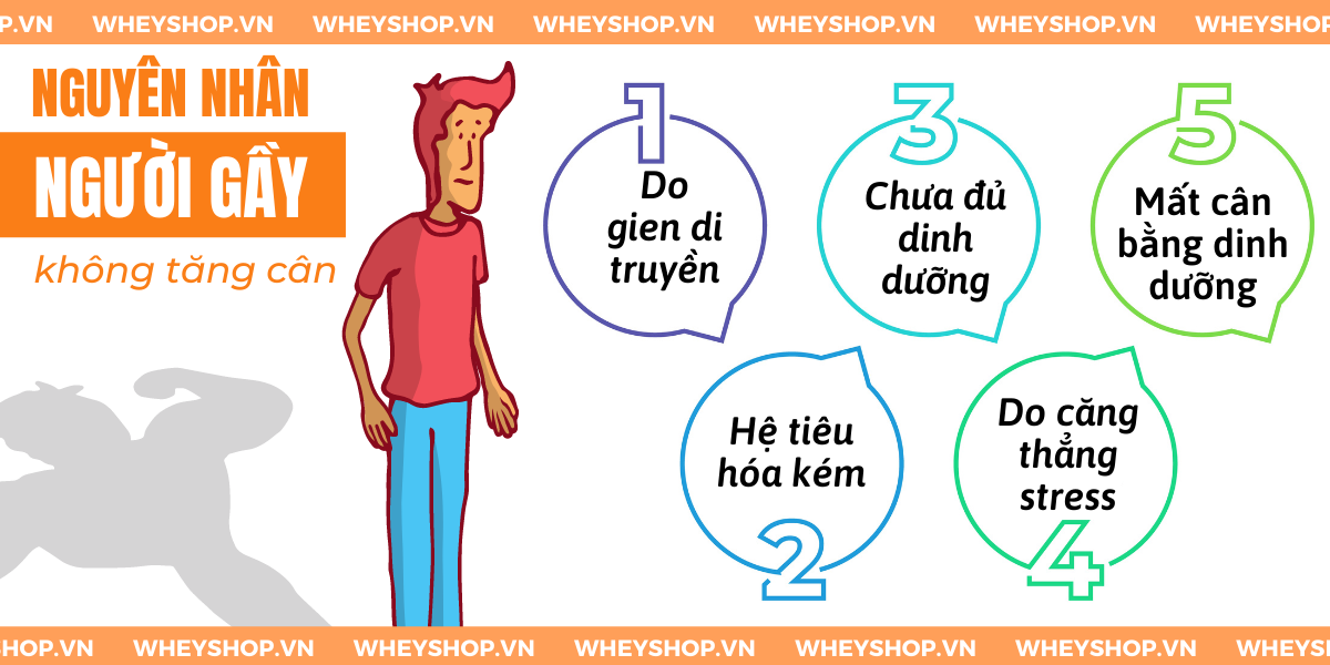 Nếu bạn đang băn khoăn tìm CÁCH TĂNG CÂN NHANH KHÔNG DÙNG THUỐC thì hãy cùng WheyShop tham khảo chi tiết bài viết ngay sau đây...
