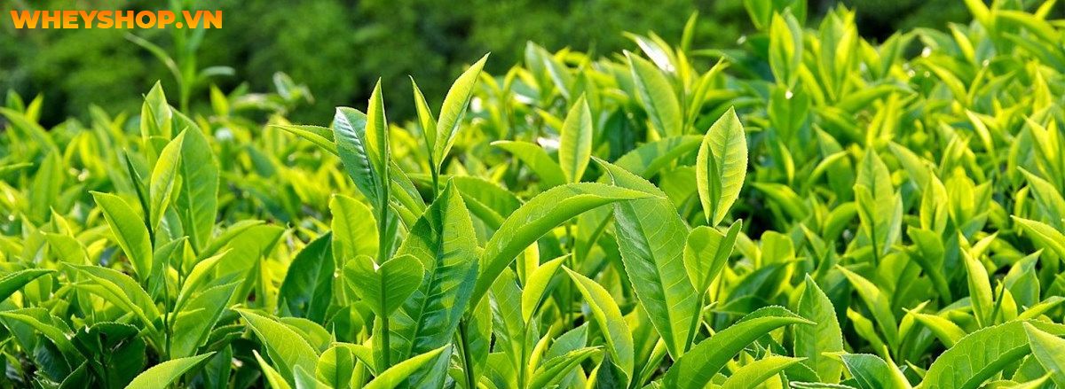 Trà xanh giảm cân hiệu quả không? Cùng WheyShop tìm hiểu ngay cách giảm cân với trà xanh hiệu quả qua bài viết....