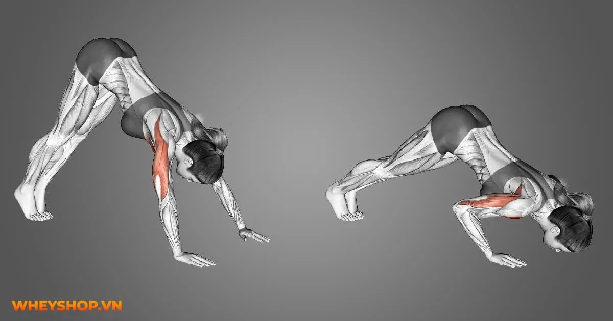 7-bai-tap-calisthenics-cho-nguoi-moi-bat-dau-04