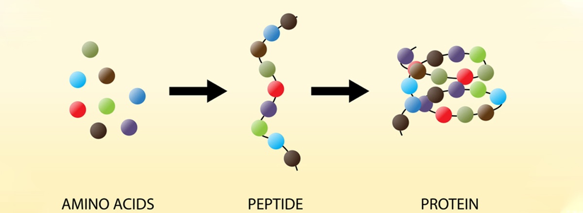 Amino Acid khai niem loi ich va vai tro doi voi nguoi tap gym amino acid la gi (1)