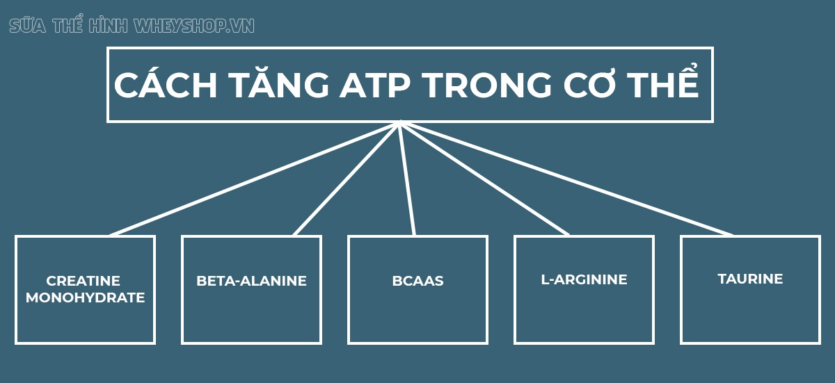 Nguồn năng lượng để cơ bắp của bạn hoạt động chính là ATP, vậy ATP là gì, người tập thể hình cần lưu ý gì để duy trì ATP khi tập gym?...