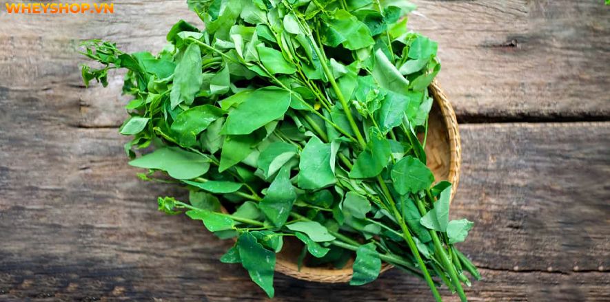 Nếu bạn đang băn khoăn không rõ bà bầu ăn rau ngót khi mang thai tháng đầu có sao không thì hãy cùng WheyShop tìm hiểu giải đáp qua bài viết...