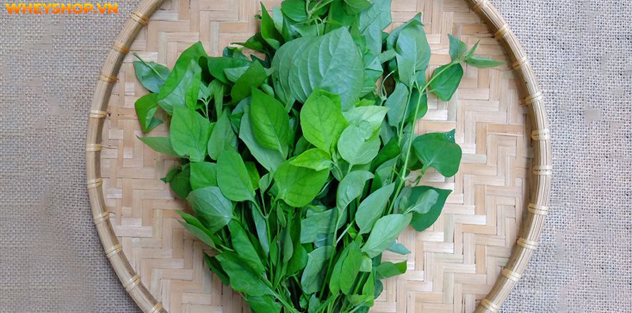 Nếu bạn đang băn khoăn không rõ bà bầu ăn rau ngót khi mang thai tháng đầu có sao không thì hãy cùng WheyShop tìm hiểu giải đáp qua bài viết...