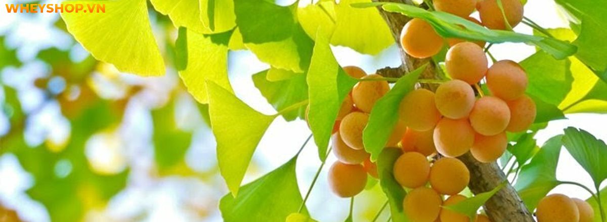 Nếu bạn đang băn khoăn không biết ginkgo biloba là gì thì hãy cùng WheyShop tìm hiểu chi tiết về ginkgo biloba qua bài viết ngay sau đây...
