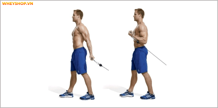 Cẳng tay là phần cơ khó phát triển,đòi hỏi nhiều cố gắng cũng như lựa chọn bài tập cẳng tay phù hợp.Tham khảo ngay 8 bài tập cẳng tay hiệu quả nhất qua bài viết